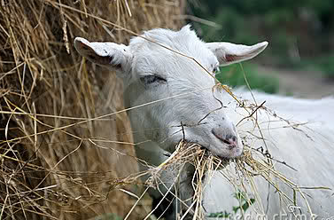Запор у козы лечение